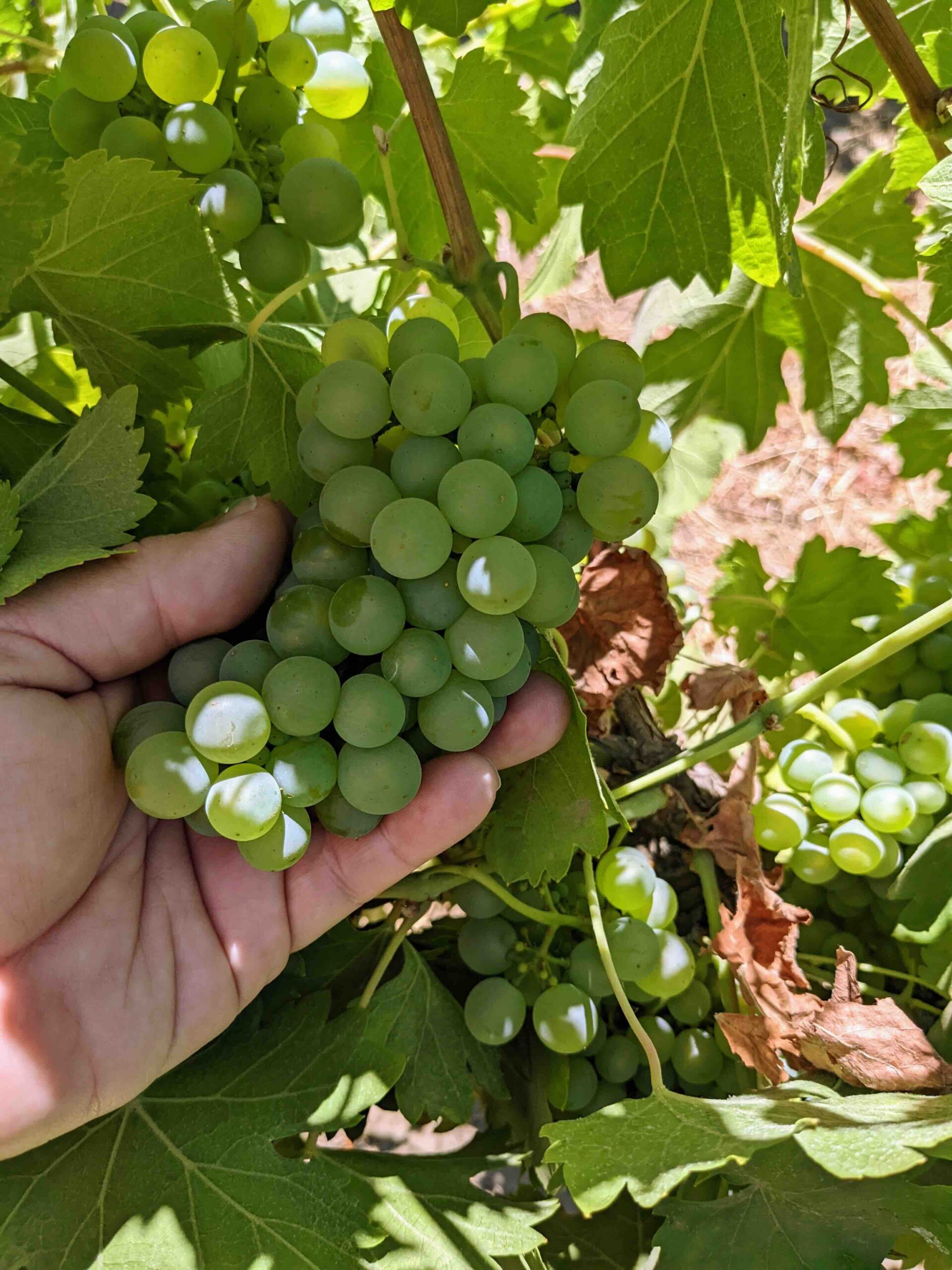 A hand holds a bunch of green grapes still attached to the vine. The grapes are round and clustered tightly together. Surrounding the cluster are green grape leaves, with some showing brown edges. Sunlight filters through the foliage.