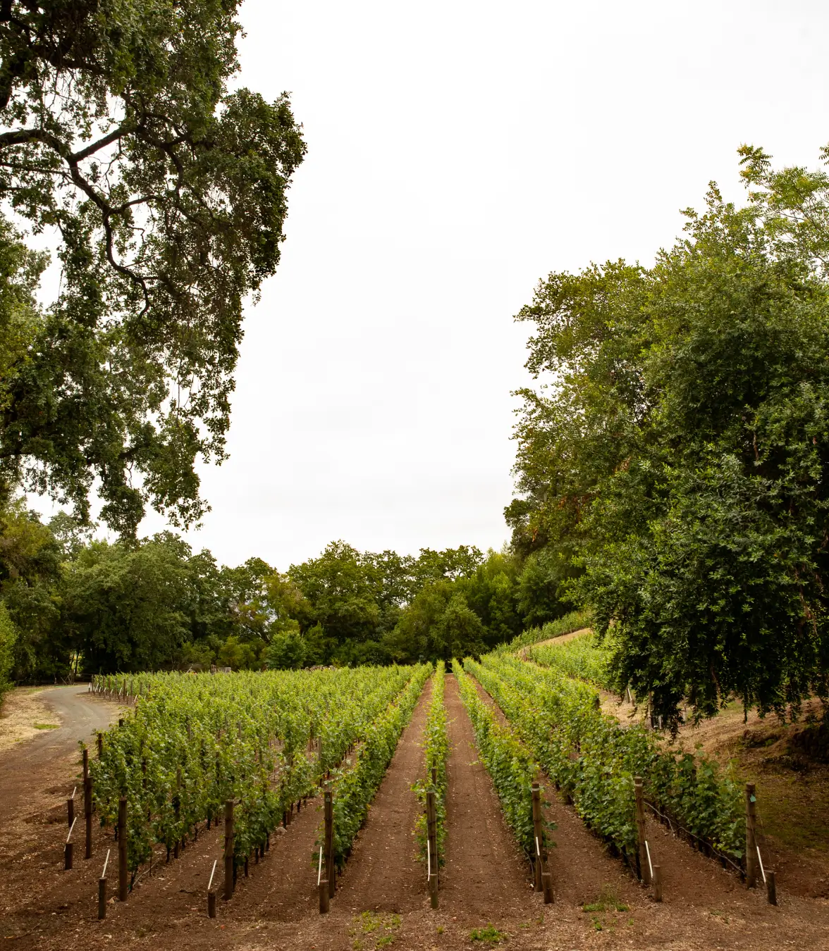 Wine in the Name of the Land and Longevity
