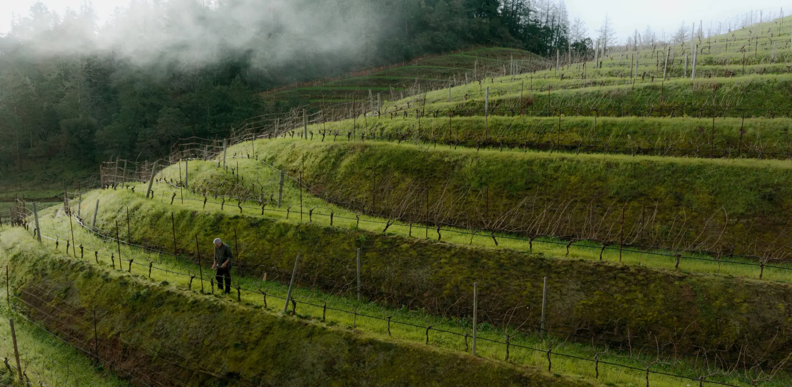 Winemaking Vineyard