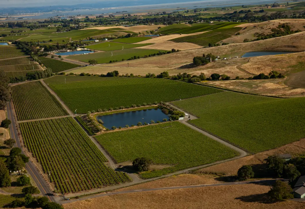 Carneros Appellation