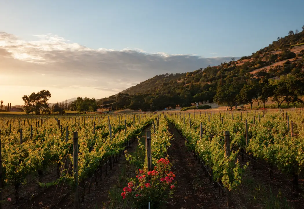 Oakville Appellation