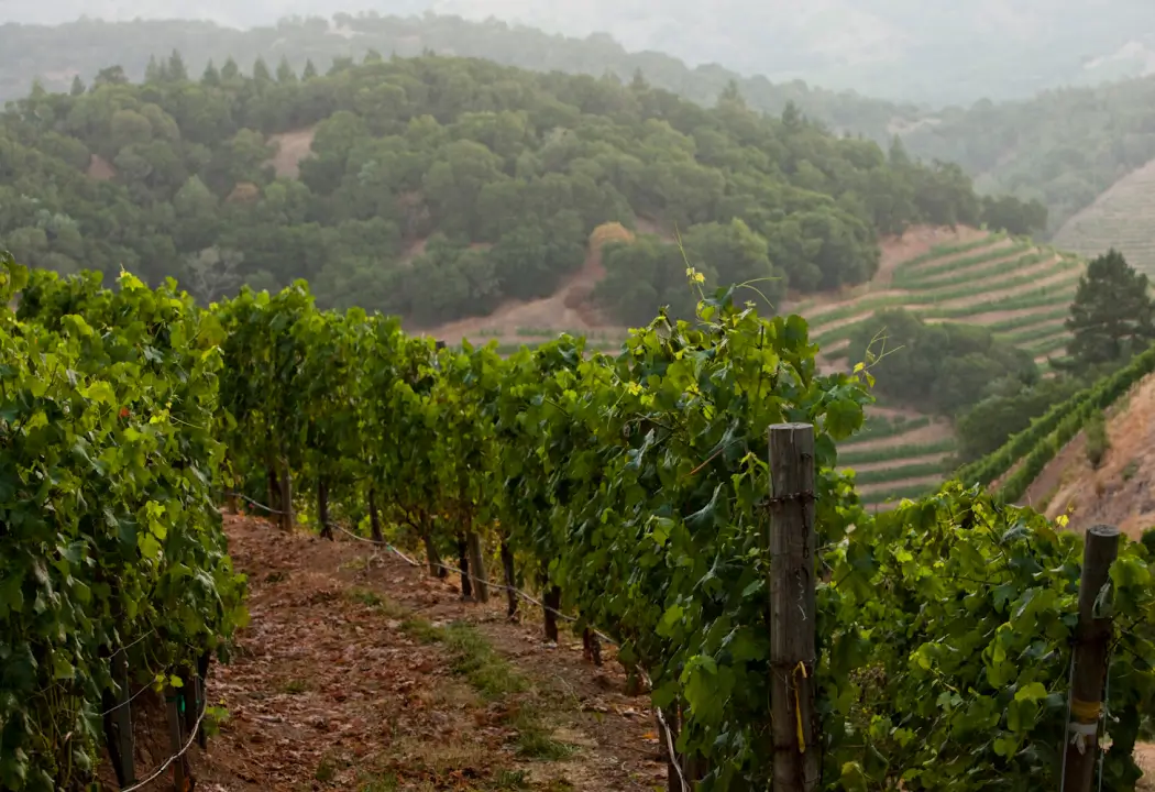 Stags Leap District Appellation
