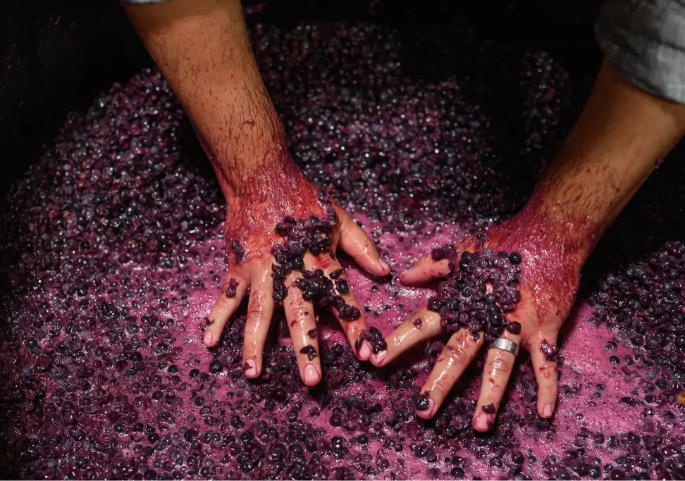 Preserving Each Appellation, Vineyard, and Variety At Every Stage