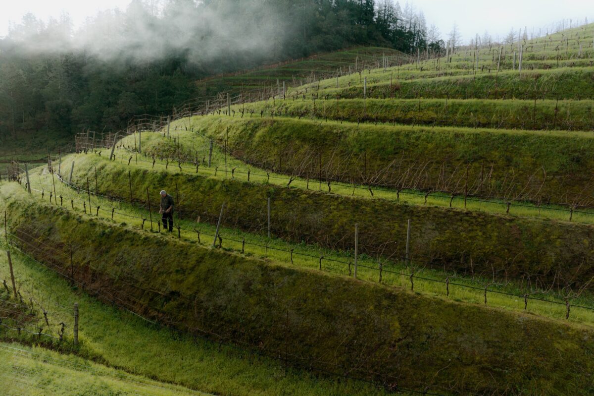 A person stands on a terraced hillside covered in rows of green grass and dormant grapevines, with mist rising above the trees in the background.