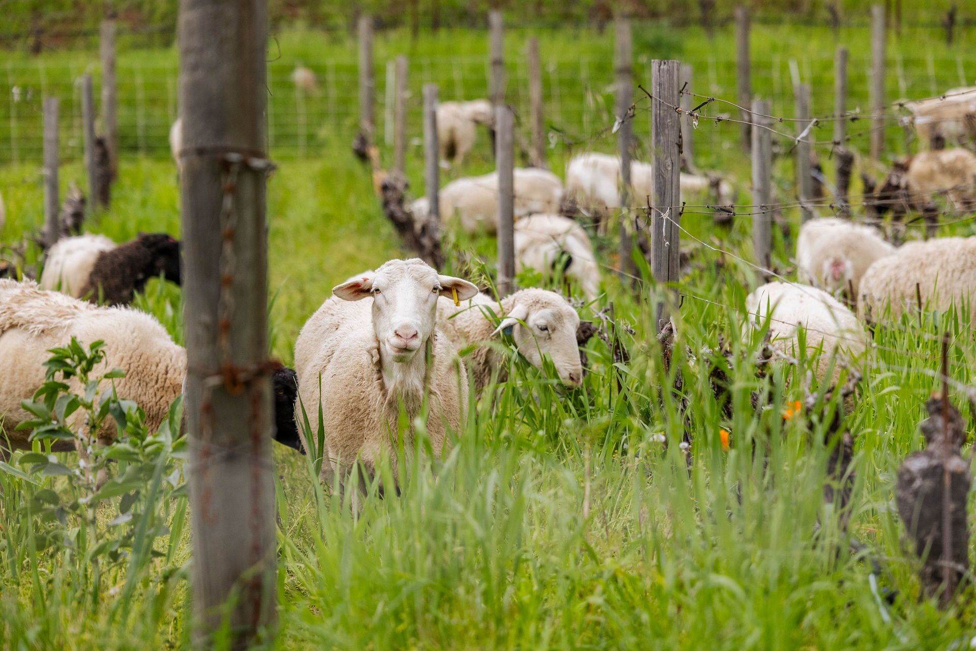 Sheep grazing in a grassy field surrounded by wooden fence posts and barbed wire. The sheep are scattered throughout the area, some eating, others standing. The grass is tall and lush, and the day appears overcast.