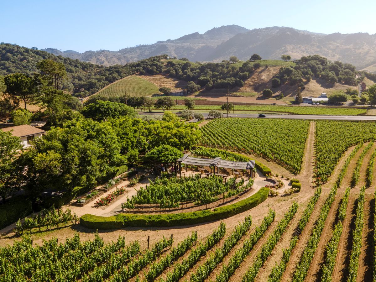 Aerial view of a vineyard with a central circular structure surrounded by grapevines, trees, and neatly arranged rows of plants, set against rolling hills under a clear blue sky.