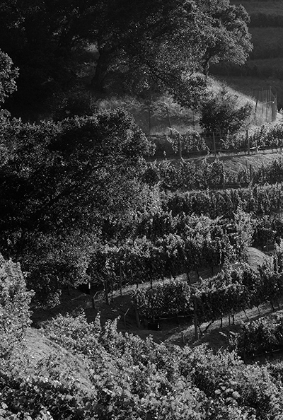 Hill Vineyards in Stags Leap District in Black and White