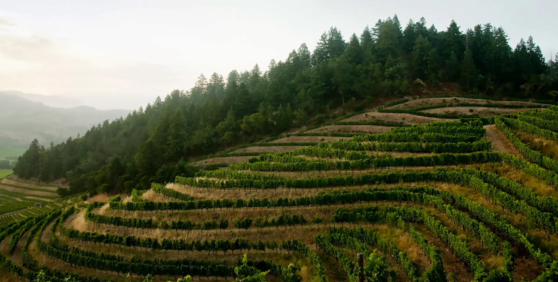 The Story of Pine Ridge Vineyards
