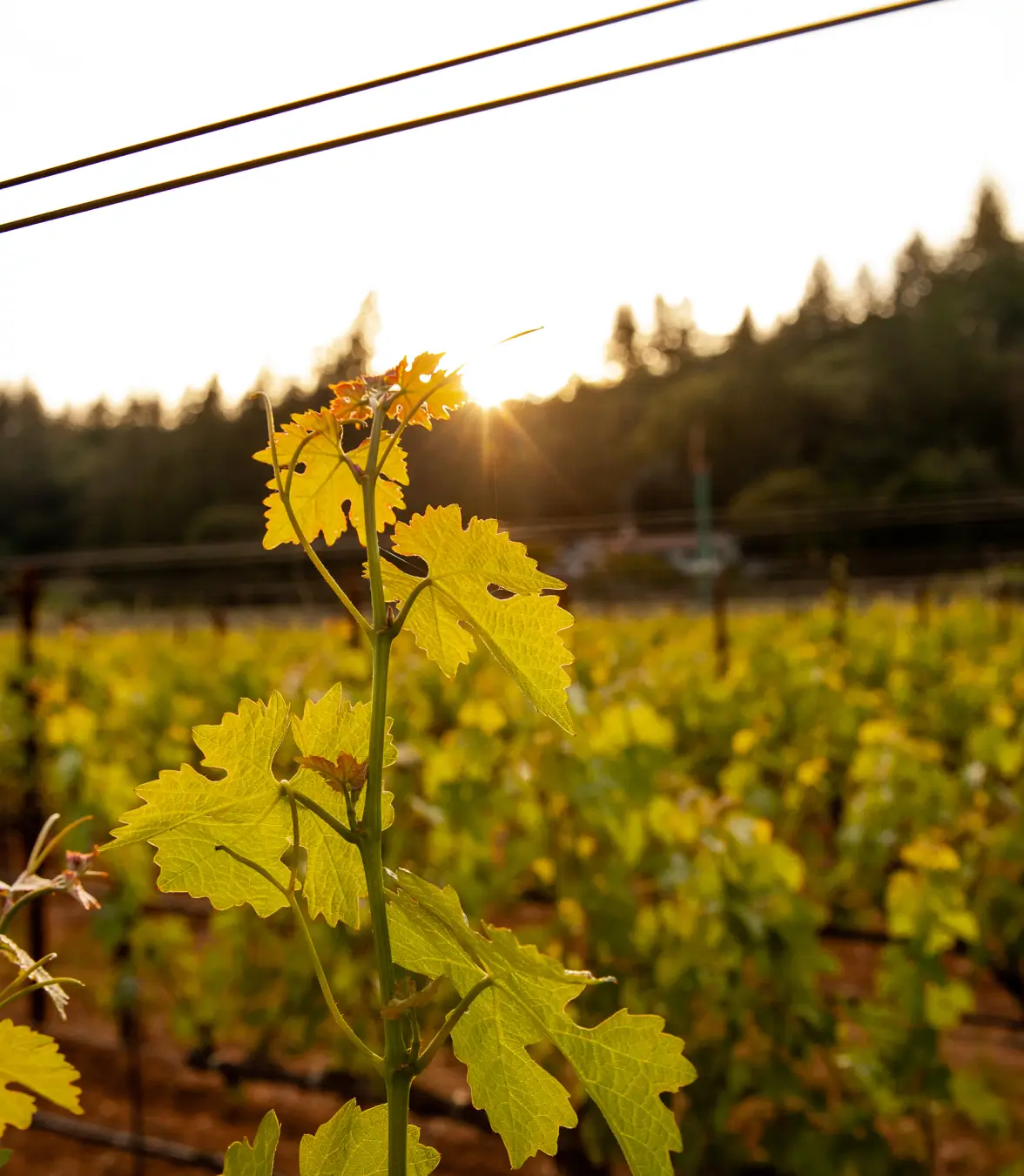 International Wineries for Climate Action (IWCA)