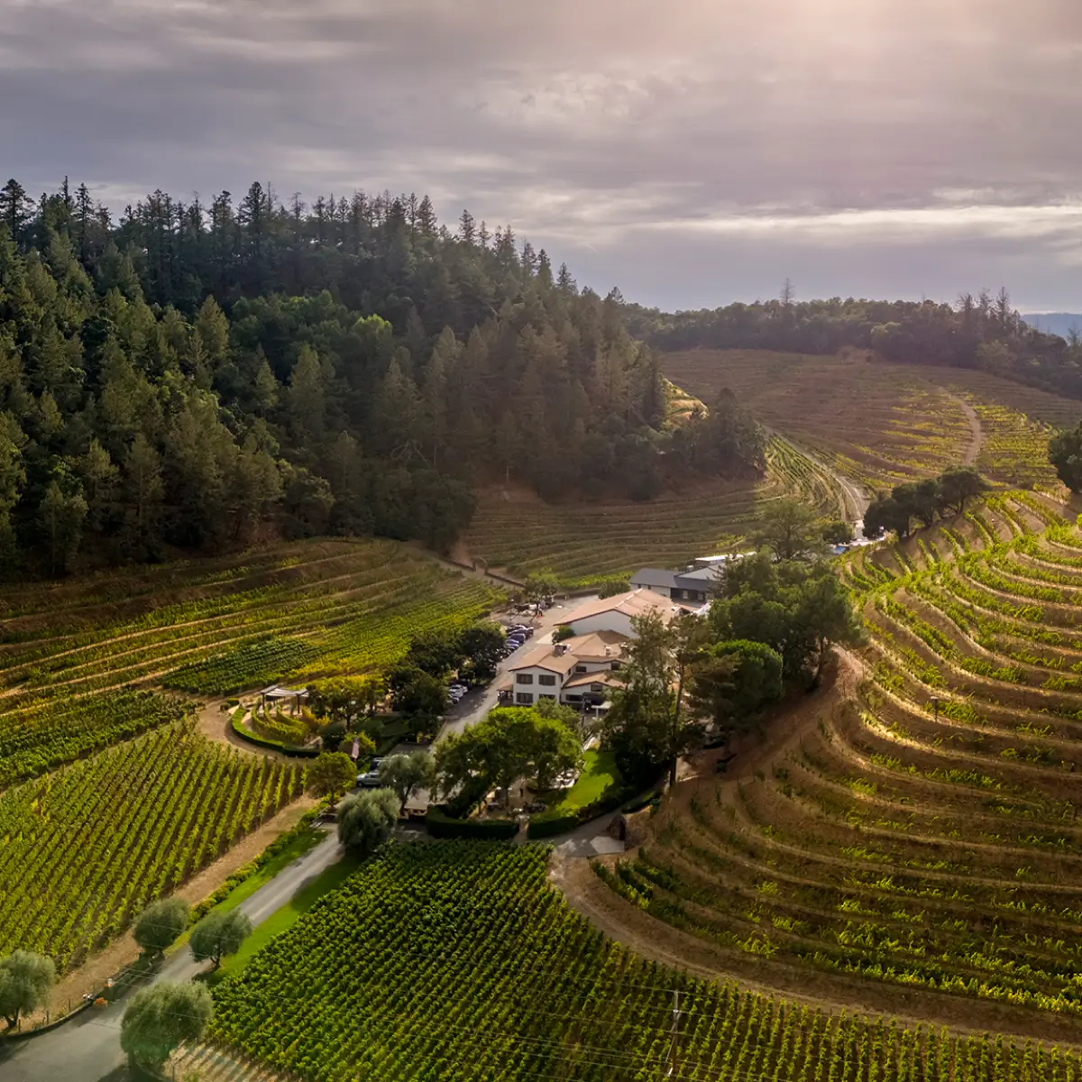 Pine Ridge Vineyards