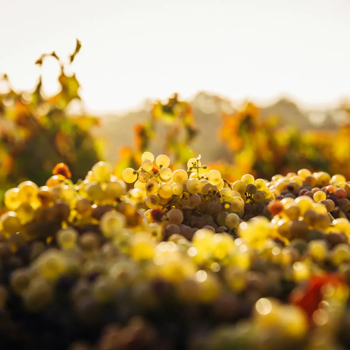 The Story of Pine Ridge Vineyards