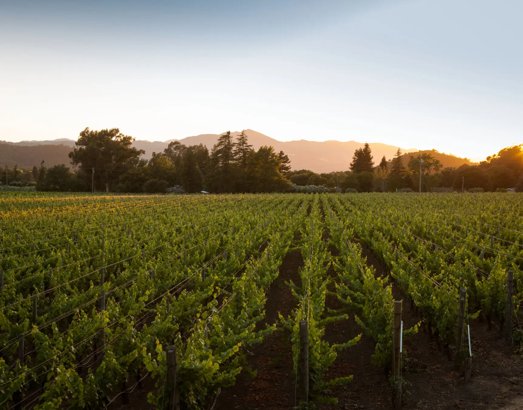 Stags Crown Vineyard