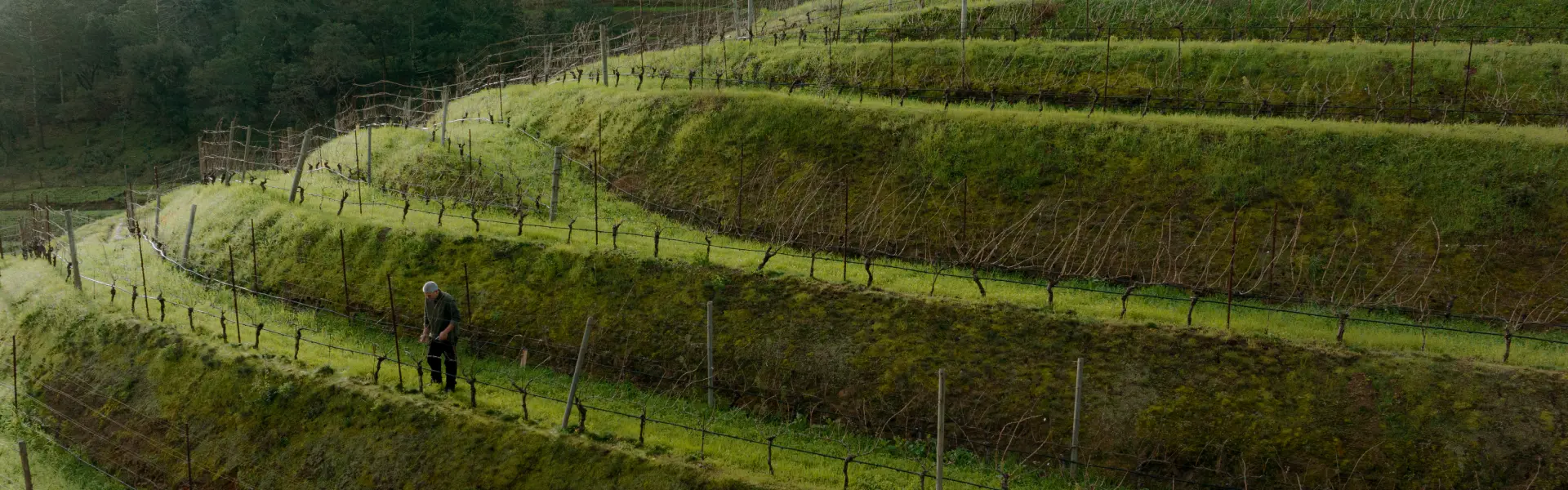pine ridge grape fields