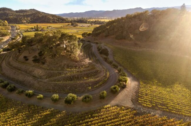 Circle Hill Vineyard