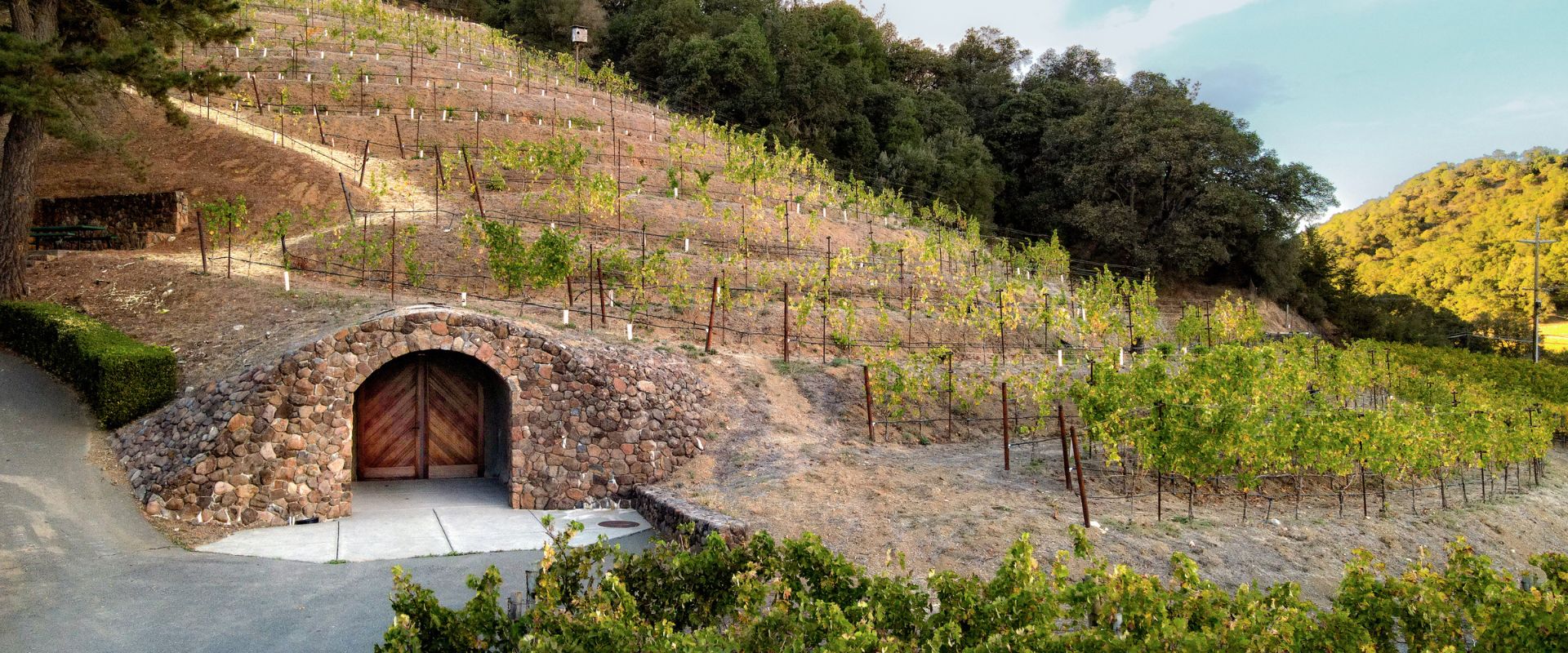 A hillside vineyard with rows of grapevines stretching across terraced slopes. At the base, theres a stone entrance to a wine cellar or storage area. Trees and bushes surround the vineyard, and the sky is partly cloudy.