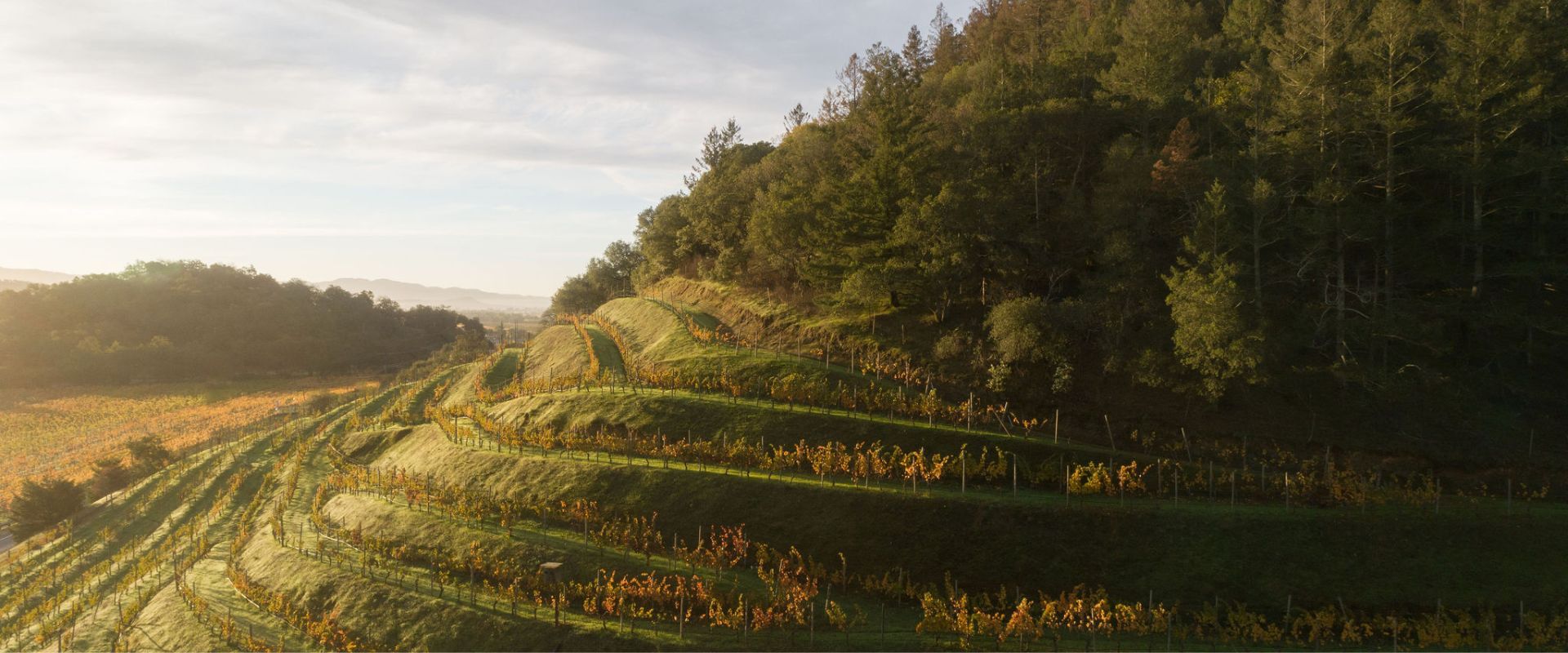 Terraced vineyard on a hillside with neatly aligned rows of grapevines. The slope is surrounded by dense woodland on the right. The sun casts a warm glow over the landscape, creating shadows on the terraces. Sky is partly cloudy.