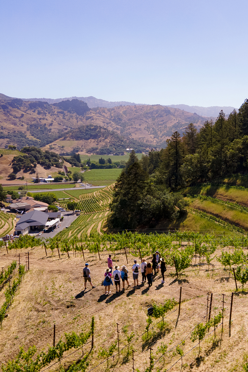 A group of people walks through a vineyard on a hillside with rows of grapevines. In the background are green fields, a few buildings, and rolling hills under a clear blue sky.