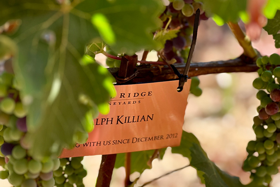 A metal tag reading is attached to a grapevine branch among green leaves and clusters of ripening grapes, highlighting a valued member and the exclusive Wine Club Perks enjoyed since December 2012.