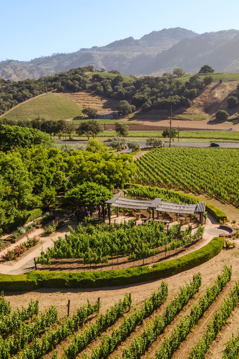 Aerial view of a vineyard with neat rows of grapevines, a small circular garden structure in the center, and hills covered with greenery and trees in the background under a clear sky.