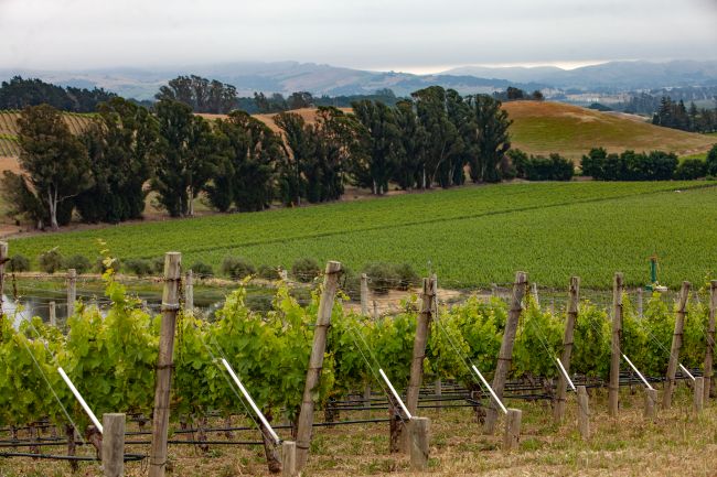 Rows of grapevines grow on a sloping vineyard with wooden stakes, bordered by trees and rolling hills under a cloudy sky in the background.