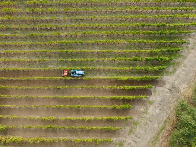 Aerial view of a blue tractor driving between rows of crops in a vineyard, with green vines aligned in parallel lines and a dirt path visible on the right side of the image.