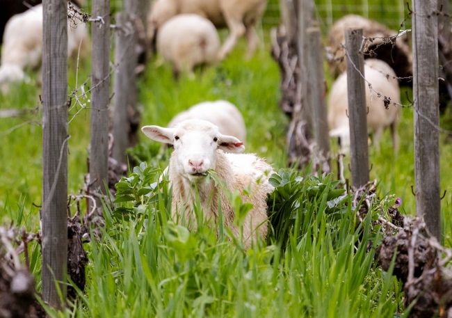 A white sheep stands in tall green grass between rows of wooden posts and wire fencing, chewing on vegetation. More sheep are visible in the background, grazing among the grass and posts.