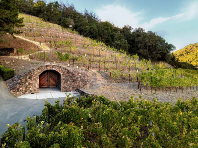A hillside vineyard with rows of grapevines and a stone-walled cellar entrance with wooden doors built into the slope. Trees line the top of the hill under a partly cloudy sky.