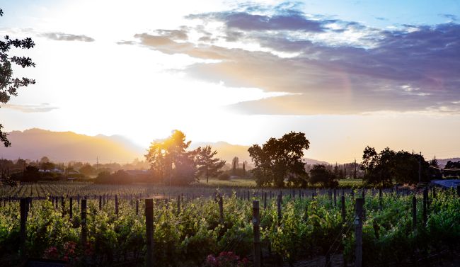 Rows of grapevines in a vineyard stretch into the distance at sunset, with sunlight shining through trees and low mountains in the background under a partly cloudy sky.