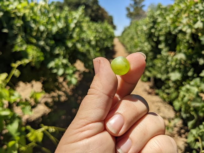 A hand holds a single green grape between two fingers in the foreground, with rows of grapevines and clear blue sky in the background.
