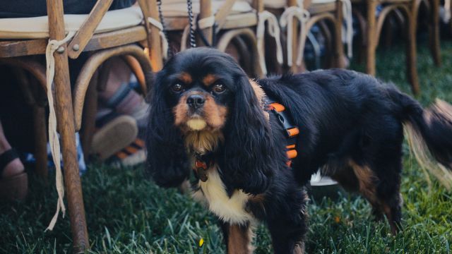 A black and brown Cavalier King Charles Spaniel wearing an orange harness stands on grass near wooden chairs, looking directly at the camera. People are seated in the background.