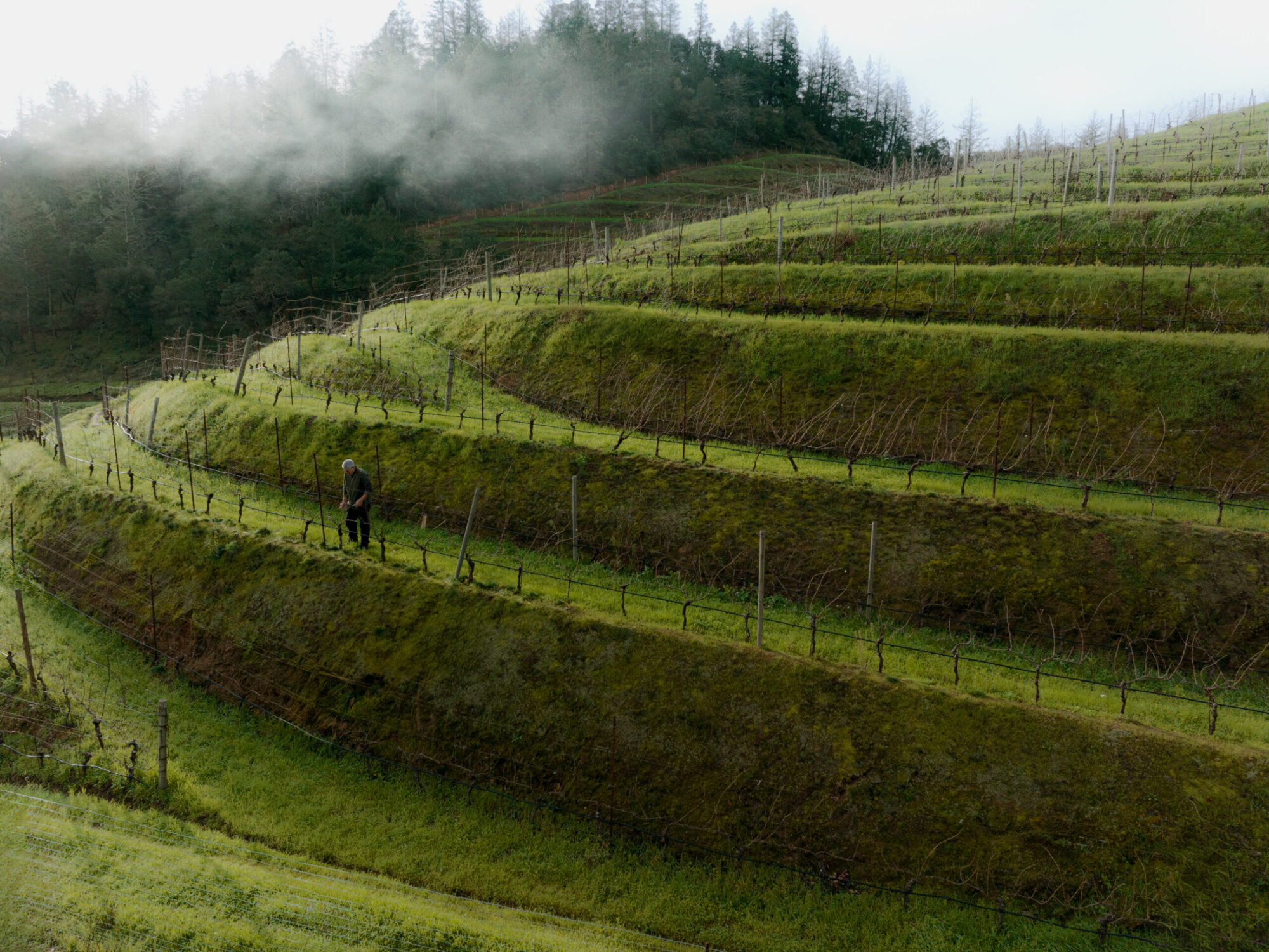 A person walks among rows of terraced vineyards on a grassy hillside, with mist rising near a forested area in the background. The atmosphere appears cool and overcast.