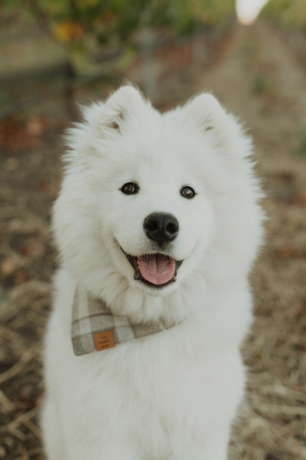 A fluffy white dog with a plaid bandana sits outdoors on a dirt path, looking at the camera with its mouth open and tongue slightly out. There are blurred green plants and a fence in the background.