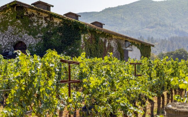 Rows of grapevines grow in front of a building covered in ivy, with hills and trees in the background under a clear sky.