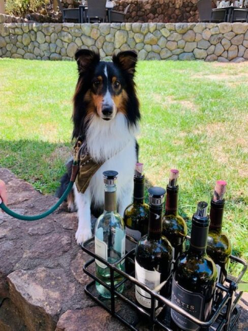 A black, brown, and white dog on a leash sits on grass next to a stone surface with a metal basket holding several wine bottles in the foreground. A stone wall and outdoor furniture are visible in the background.