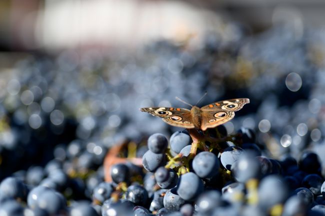 A brown butterfly with eye-like patterns on its wings rests on a cluster of blue grapes, with more grapes blurred in the background.