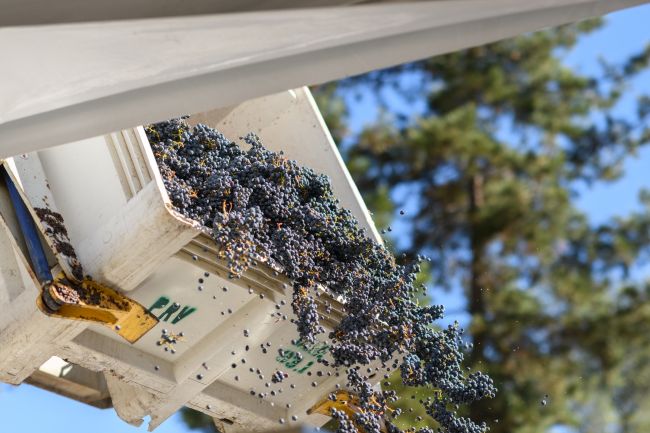 Grapes being dumped from a white container, likely during harvest, with some grapes falling through the air. A green tree and blue sky are visible in the background.