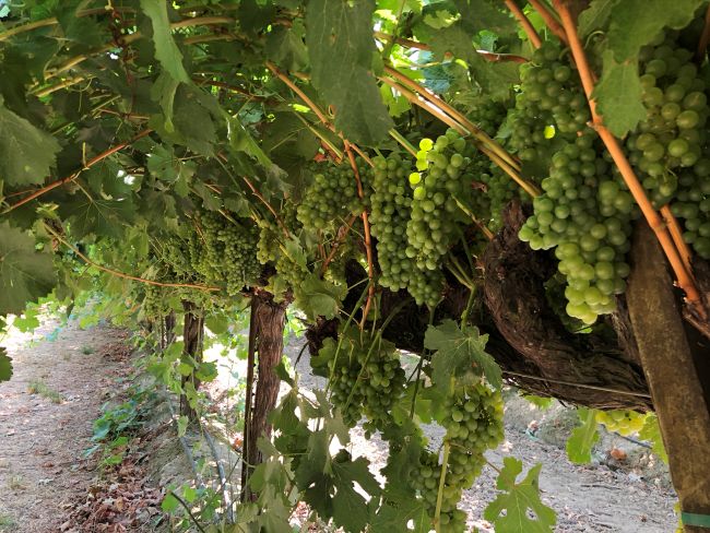 Green grape clusters hang from vines supported by wooden posts in a vineyard. Sunlight filters through the leaves, casting dappled light on the grapes and ground beside the vine row.