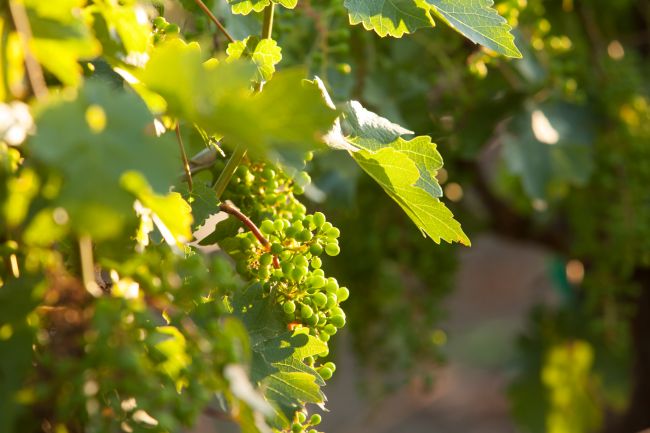 Green grape clusters hang from vines with sunlight filtering through large leaves in a vineyard setting. The grapes are unripe and closely packed among the foliage.