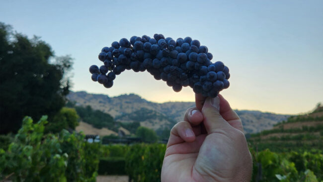 A hand holds a cluster of dark purple grapes in the foreground with vineyard rows, hills, and a clear sky in the background at sunset.