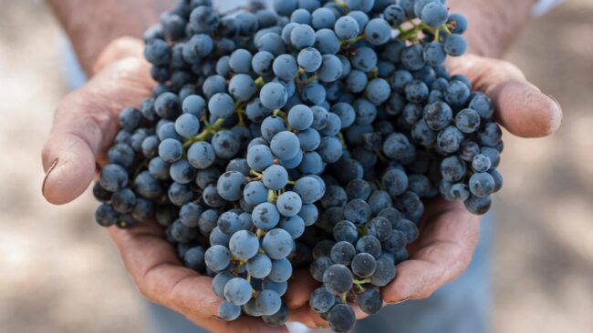 A person holds several clusters of ripe, dark purple grapes in their hands. The grapes are tightly packed, and the persons hands appear rough and slightly dirty, suggesting recent harvesting.