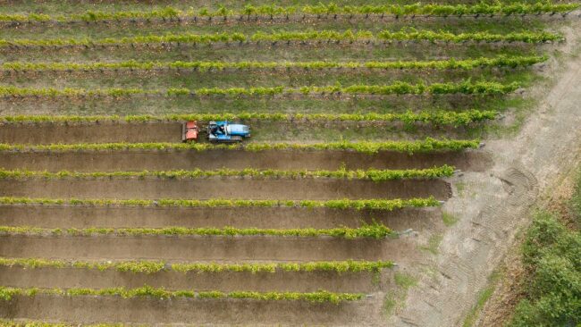 A blue tractor drives between rows of green grapevines in a vineyard, seen from above. The tractor is cultivating soil, creating brown lines between the evenly spaced rows of plants.