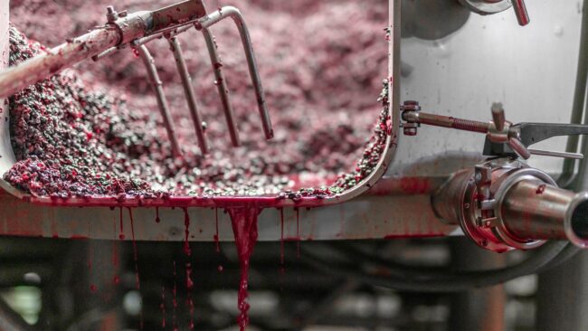 A metal container is tipped, pouring out crushed grapes and juice. A pitchfork is visible, and red liquid drips down the edge, indicating grape processing, likely during winemaking.