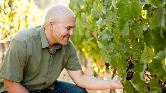 A person with short hair and a green shirt inspects grape clusters on a vine in a vineyard during the day. Lush green leaves surround the grapevines.