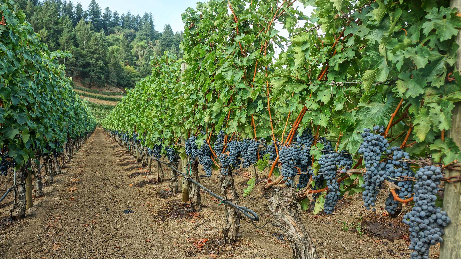 Rows of grapevines with clusters of dark purple grapes growing, set in a vineyard with green foliage and a forested hillside in the background under natural daylight.